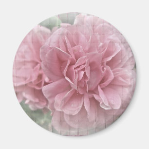 Roze klimmende Roos bloesems Magneet