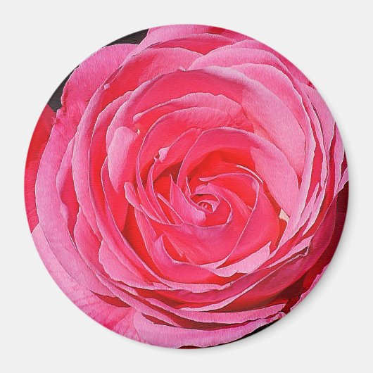 Roze klimmende Roos Magneet (Voorkant)