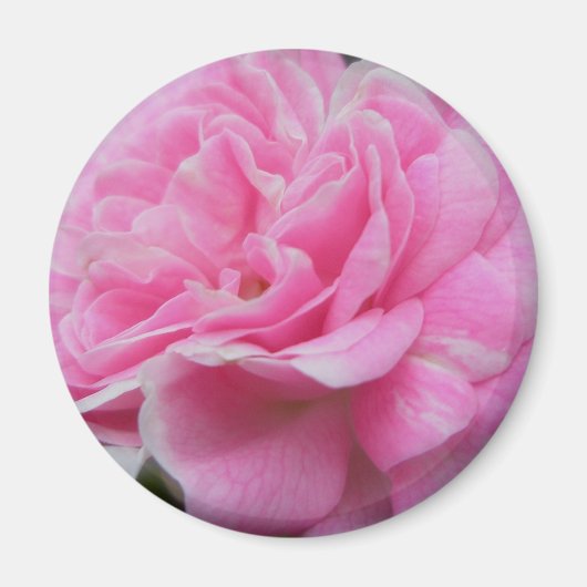 Roze klimmende Roos Magnet (Voorkant)
