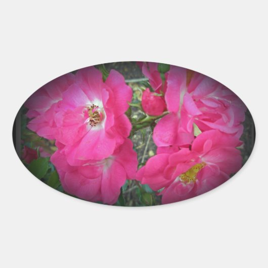 Roze klimmende Roos Ovale Sticker (Voorkant)