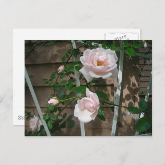 roze klimmende rozen briefkaart (Voorkant / Achterkant)