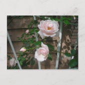 roze klimmende rozen briefkaart (Voorkant)