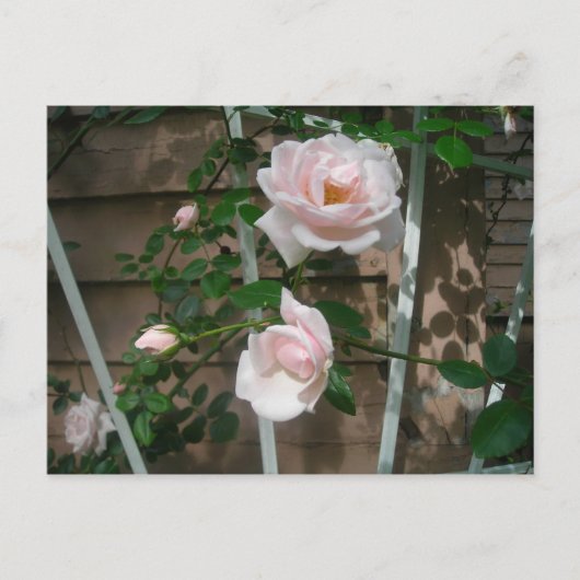 roze klimmende rozen briefkaart (Voorkant)