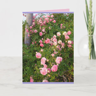 Roze Klimrozen Rozen Tuin bloemen Kaart