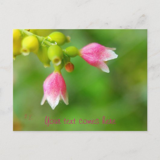 roze klokken feestdagenkaart (Voorkant)