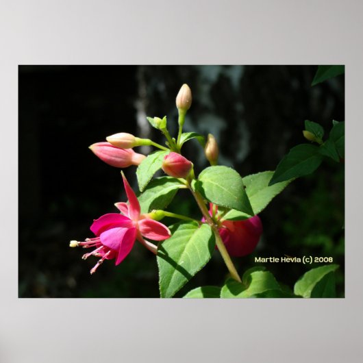 Roze klokken poster (Voorkant)