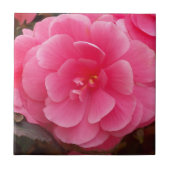 Roze Knolbegonia Bloem Tegeltje (Voorkant)