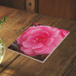 Roze Knolbegonia Bloem Tegeltje