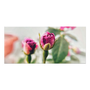 Roze knop roos in close-up foto afdruk