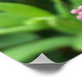 roze knoppen poster (Hoek)