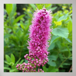 roze knoppen poster