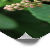 roze knoppen poster (Hoek)