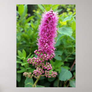 roze knoppen poster