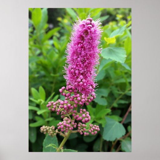 roze knoppen poster (Voorkant)