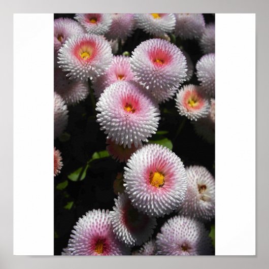 roze kogels poster (Voorkant)