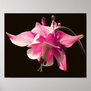 Roze Kolomventiel Sluiten Poster