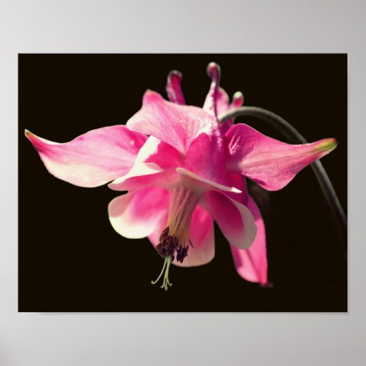 Roze Kolomventiel Sluiten Poster (Voorkant)