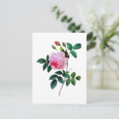 Roze Kool Roos van Pierre Joseph Redoute Briefkaart (Staand voorkant)