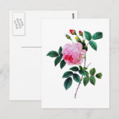 Roze Kool Roos van Pierre Joseph Redoute Briefkaart (Voorkant / Achterkant)