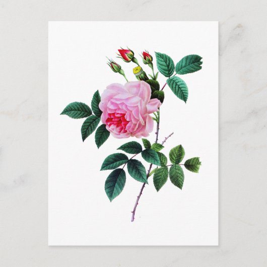 Roze Kool Roos van Pierre Joseph Redoute Briefkaart (Voorkant)