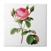 Roze Kool Roos van Pierre Joseph Redoute Tegeltje (Voorkant)