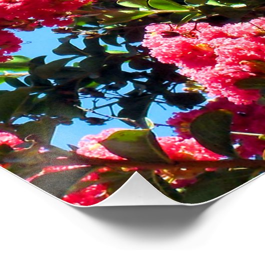 Roze koolzaad boombloemen Fotografie Perfect Poster (Hoek)