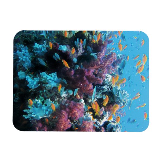 Roze koraal magneet (Horizontaal)