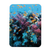 Roze koraal magneet (Verticaal)