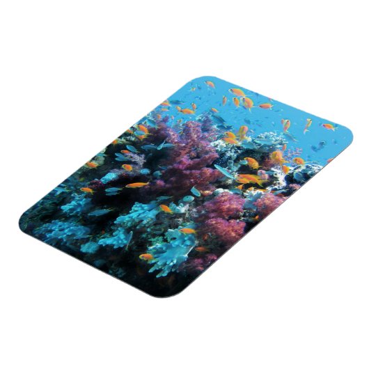 Roze koraal magneet (Linkerzijde)