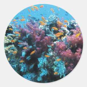 Roze koraal ronde sticker