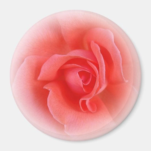 roze koraal roos magneet (Voorkant)
