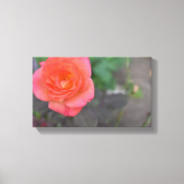 Roze koraal Roos Natuur Fotografie Bloed Plant Canvas Afdruk