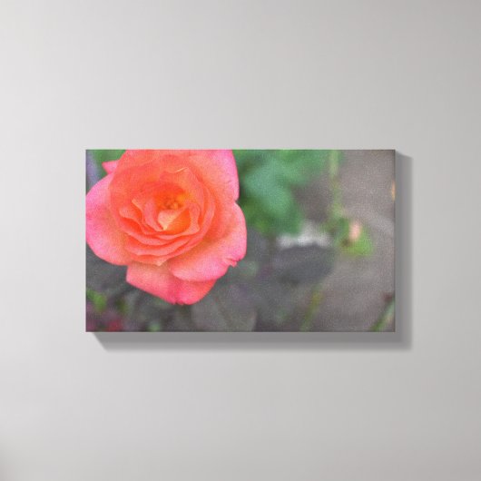 Roze koraal Roos Natuur Fotografie Bloed Plant Canvas Afdruk (Voorkant)