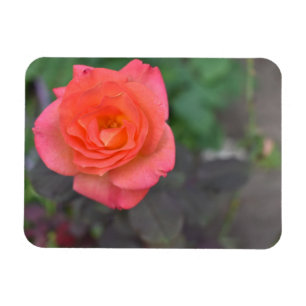 Roze koraal Roos Natuur Fotografie Bloed Plant Magneet