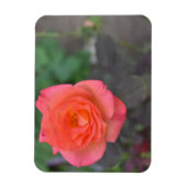 Roze koraal Roos Natuur Fotografie Bloed Plant Magneet (Verticaal)