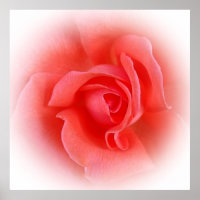 roze koraal roos