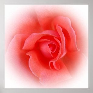 roze koraal roos poster
