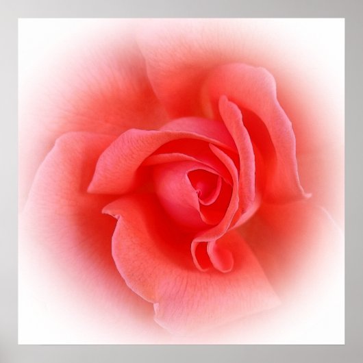 roze koraal roos poster (Voorkant)