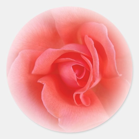 roze koraal roos ronde sticker (Voorkant)