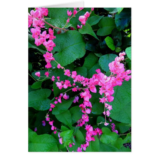 Roze koraalwijn (Voorkant)