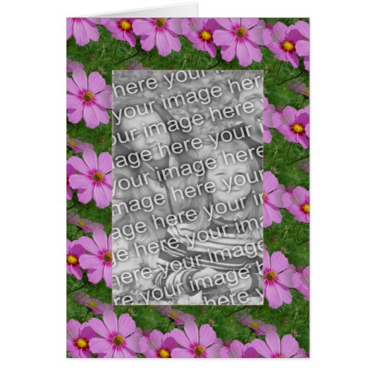  roze kosmos - aanloopontwerp foto (Voorkant)