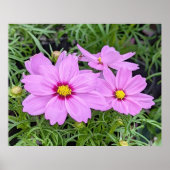 Roze kosmos Bloed Poster (Voorkant)