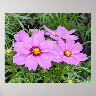 Roze kosmos Bloed Poster