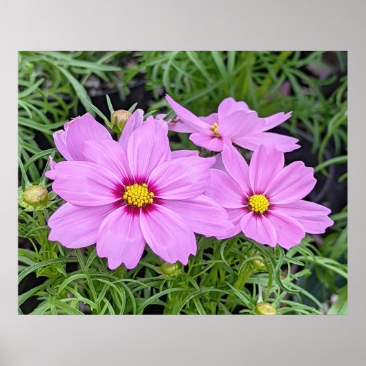 Roze kosmos Bloed Poster (Voorkant)
