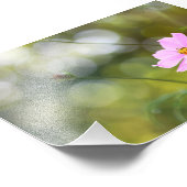 Roze kosmos bloem met groene gouden uur bokeh foto afdruk (Hoek)