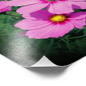 Roze Kosmos Bloemen 8x10 Foto Afdruk (Hoek)