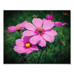 Roze Kosmos Bloemen 8x10 Foto Afdruk