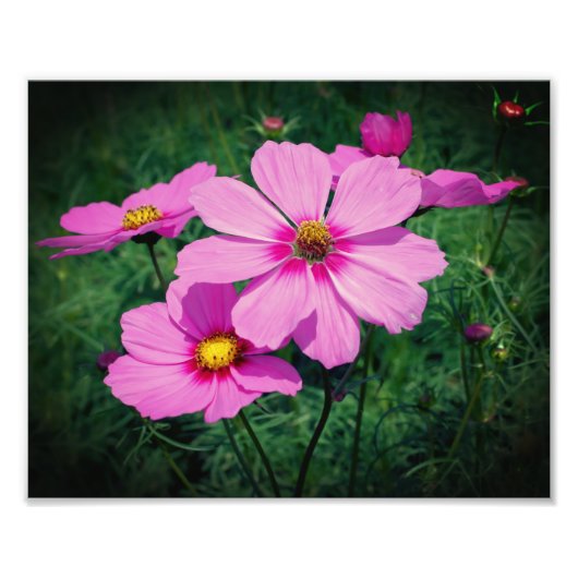 Roze Kosmos Bloemen 8x10 Foto Afdruk (Voorkant)