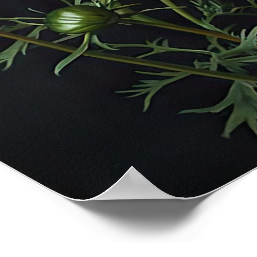 Roze Kosmos Bloemen Art Print Poster (Hoek)