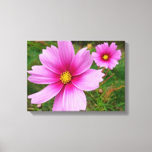Roze kosmos bloemen canvas afdruk (Voorkant)